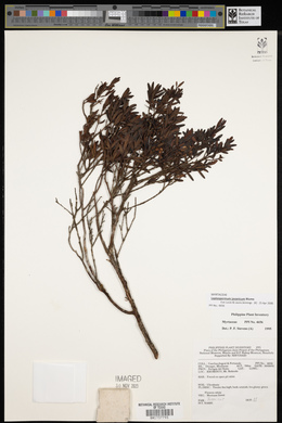 Leptospermum javanicum image