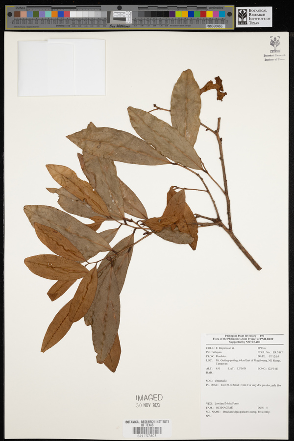 Brackenridgea image