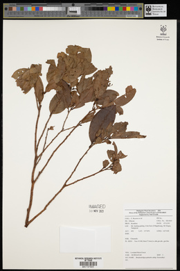 Brackenridgea palustris image