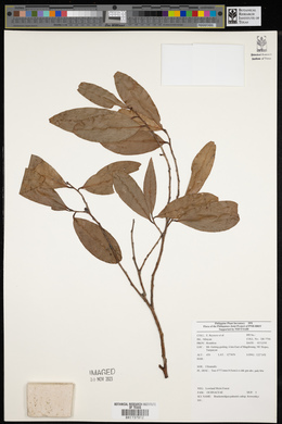 Brackenridgea palustris image