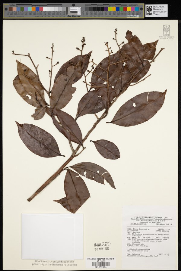 Gomphia serrata image