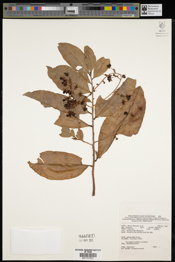 Campylospermum serratum image