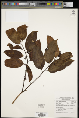 Image of Strombosia philippinensis