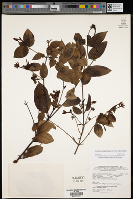 Jasminum simplicifolium image
