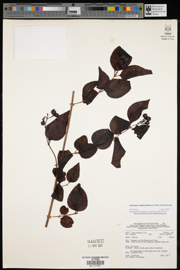 Jasminum simplicifolium image