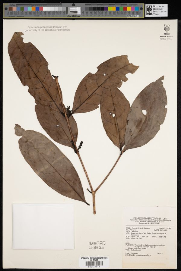 Chionanthus ramiflorus image