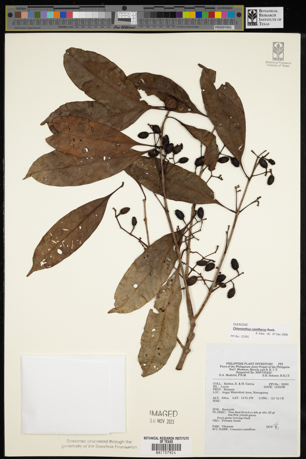 Chionanthus ramiflorus image