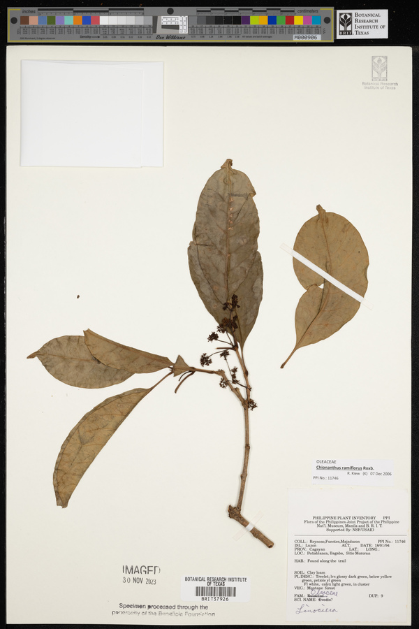 Chionanthus ramiflorus image