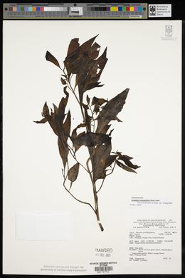 Ludwigia hyssopifolia image