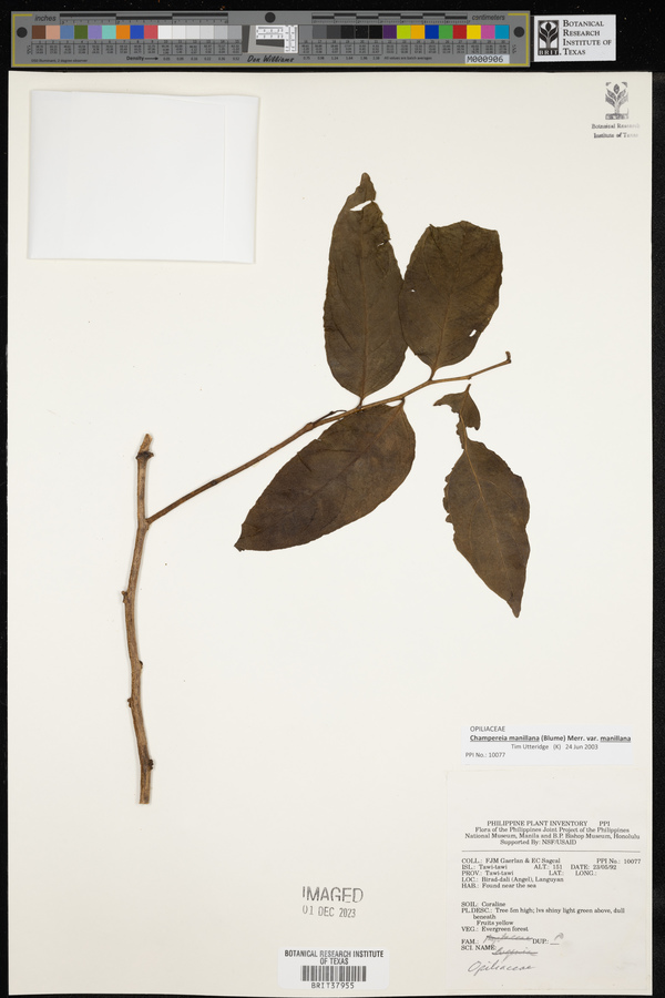 Champereia manillana var. manillana image