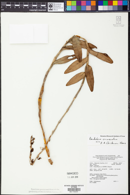 Dendrobium crumenatum image