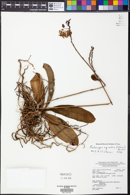 Phalaenopsis equestris image
