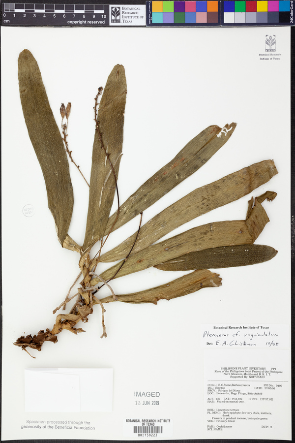 Brachypeza unguiculata image