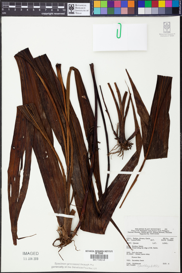 Spathoglottis image