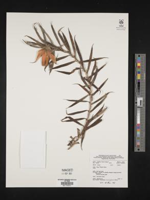 Freycinetia cumingiana image