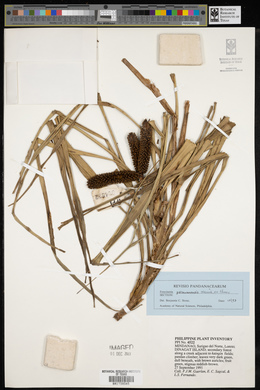 Freycinetia palawanensis image