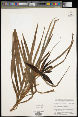Freycinetia palawanensis image