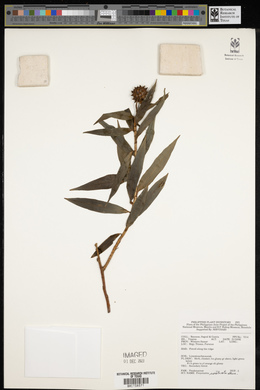 Freycinetia rostrata image