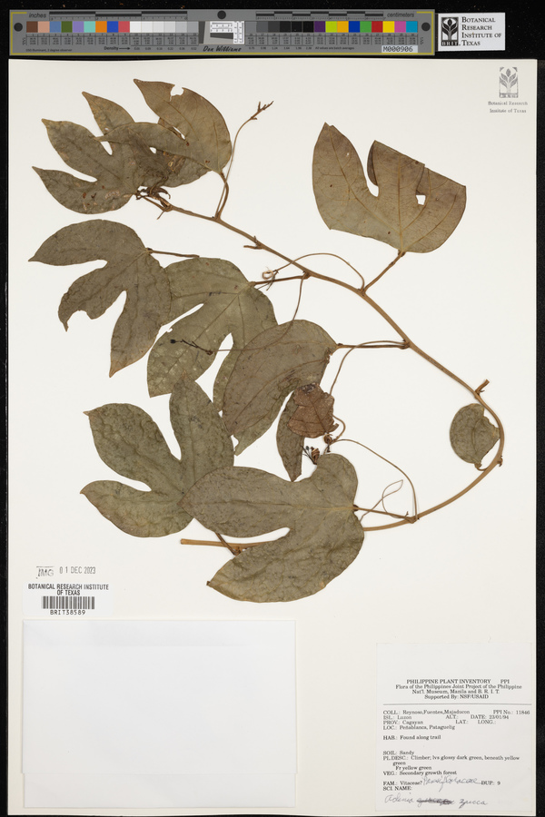 Adenia heterophylla subsp. heterophylla image