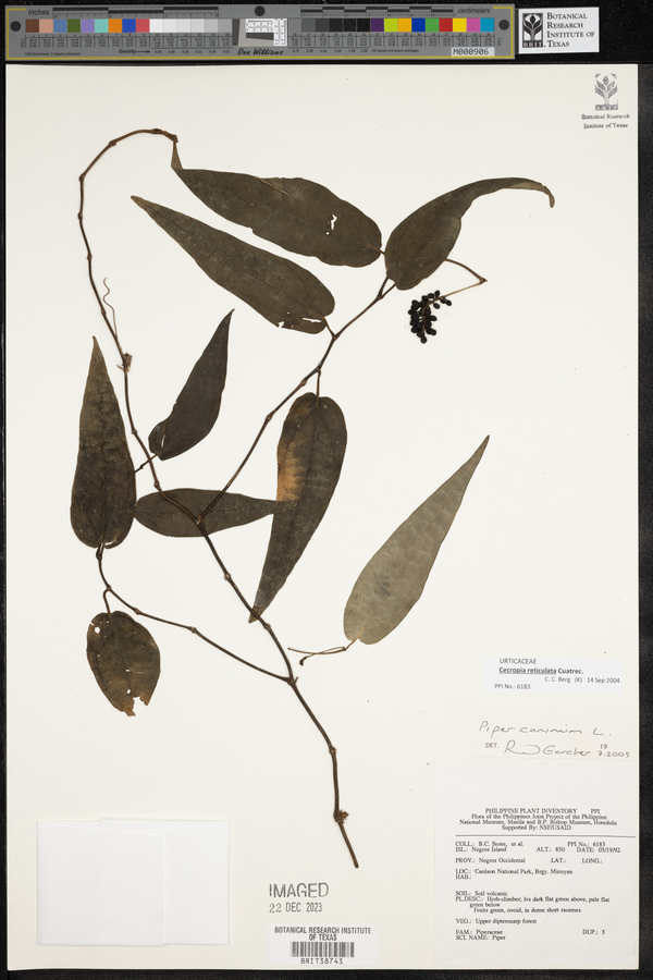 Cecropia reticulata image