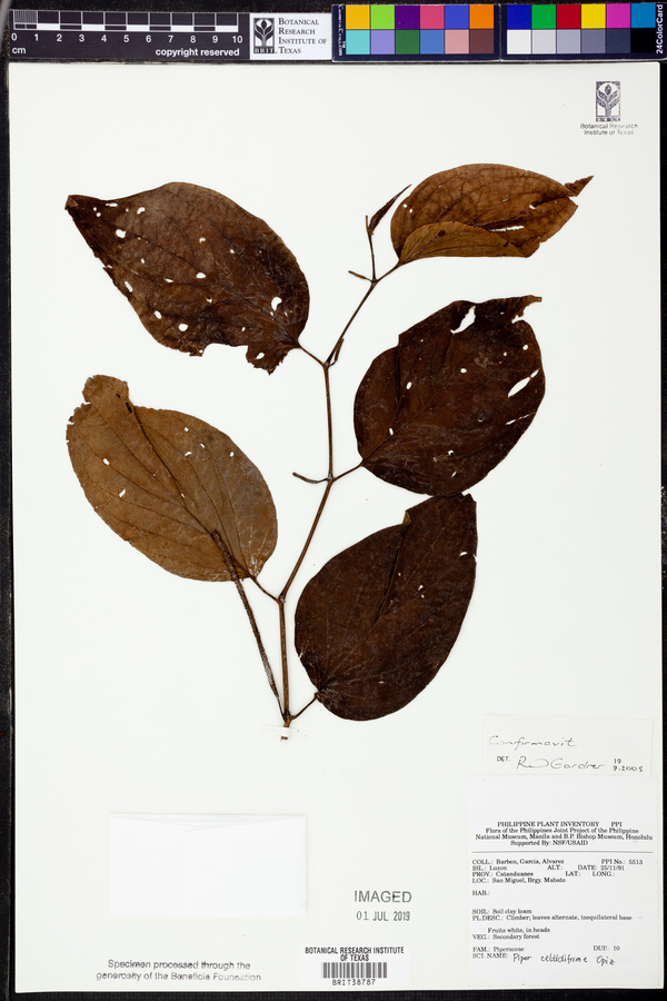 Piper celtidiforme image