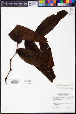 Piper myrmecophilum image