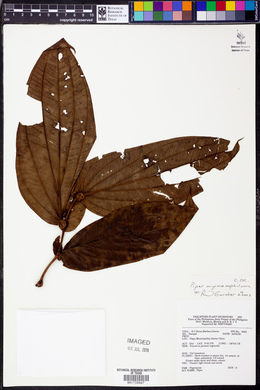 Piper myrmecophilum image