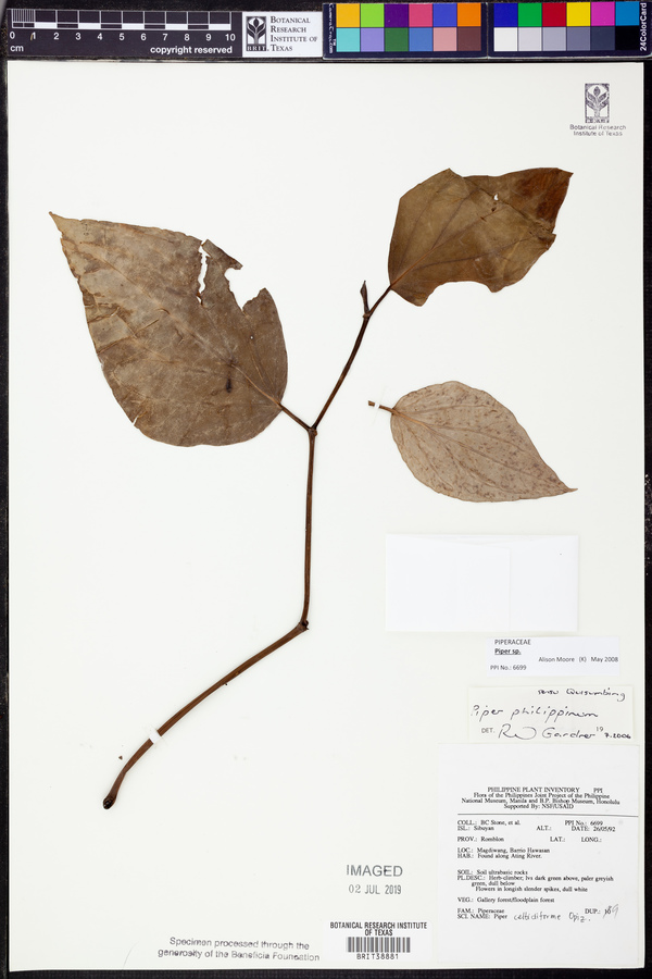 Piper philippinum image