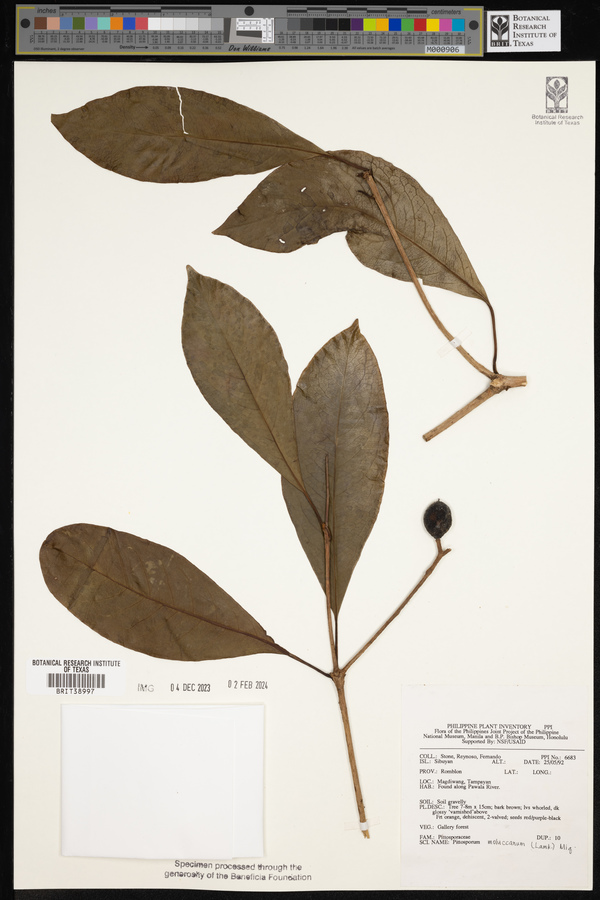 Pittosporum moluccanum image