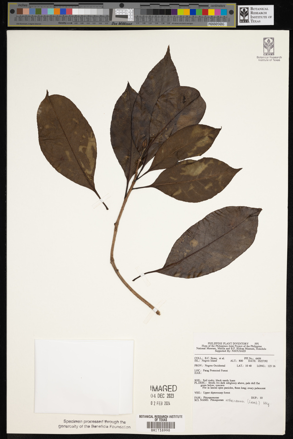 Pittosporum moluccanum image