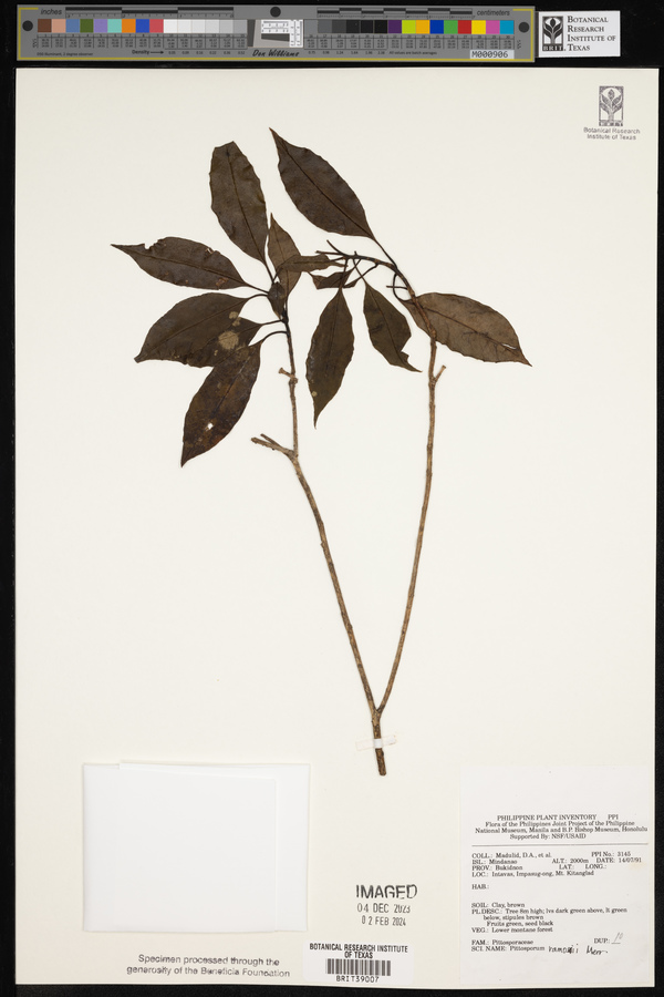 Pittosporum ramosii image