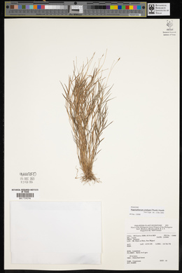 Pogonatherum crinitum image