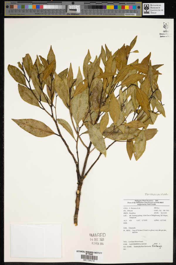 Xanthophyllum flavescens image