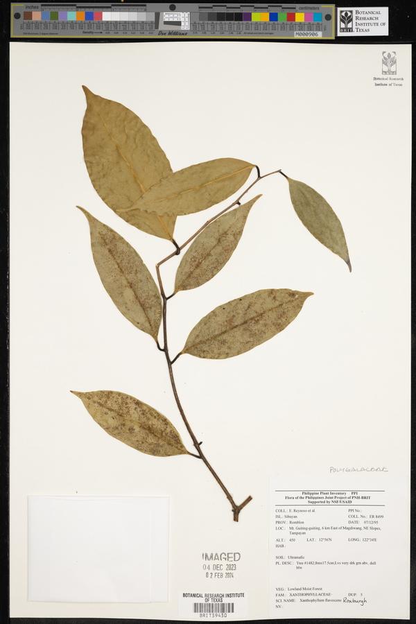 Xanthophyllum image