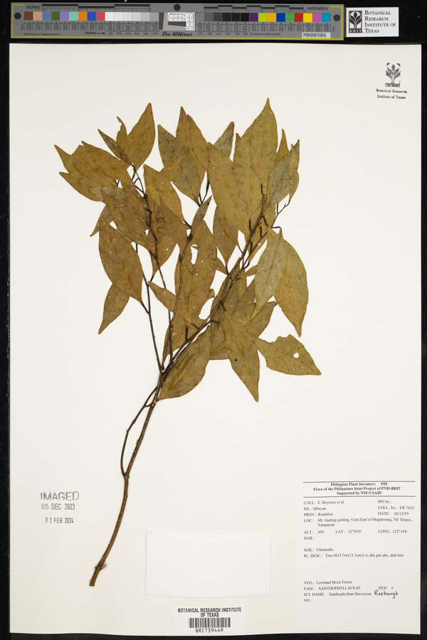 Xanthophyllum flavescens image