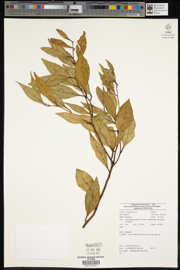 Xanthophyllum flavescens image