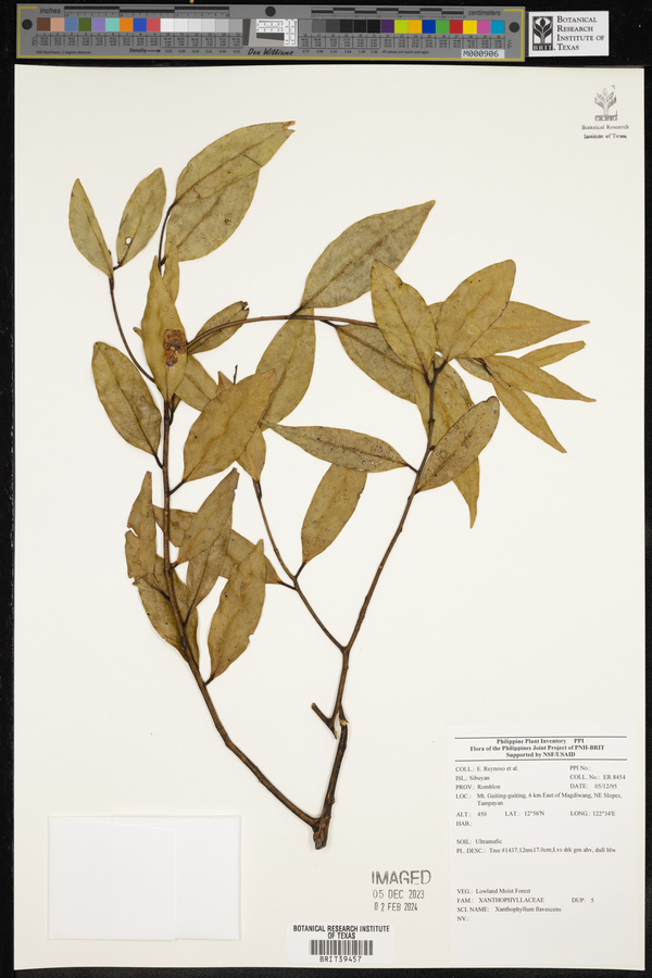 Xanthophyllum flavescens image