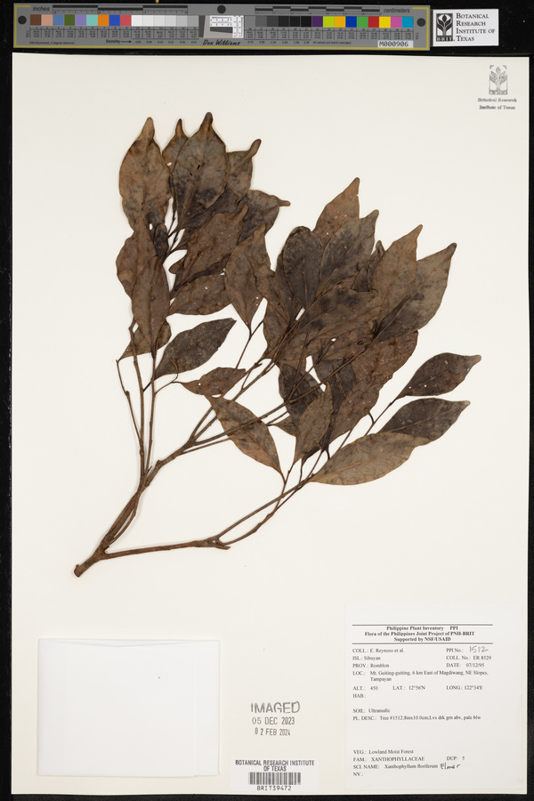 Xanthophyllum flavescens image
