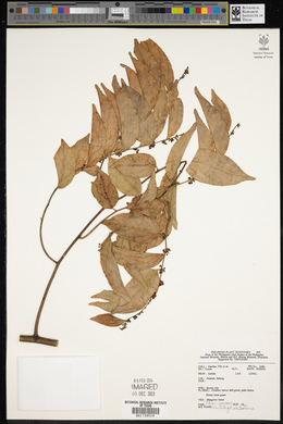 Ventilago dichotoma image