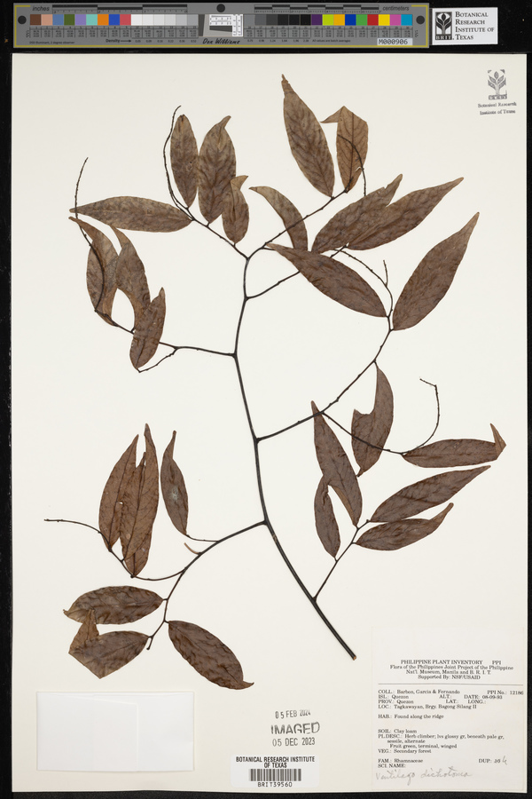 Ventilago dichotoma image