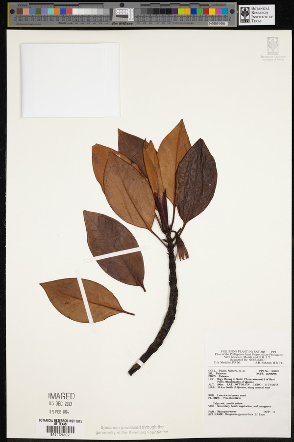 Bruguiera gymnorhiza image