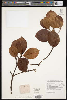 Image of Carallia borneensis