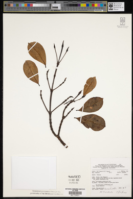 Carallia brachiata image