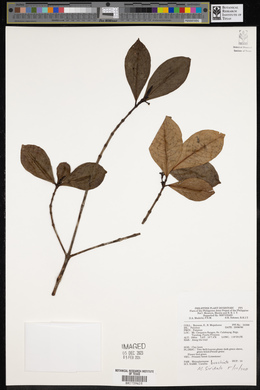 Carallia brachiata image