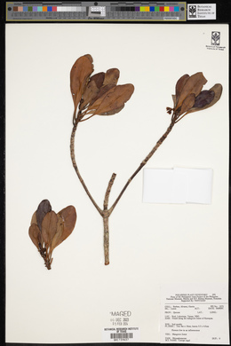 Ceriops tagal image