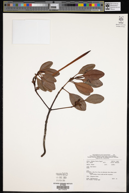 Ceriops tagal image