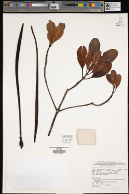 Ceriops tagal image