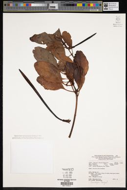 Ceriops tagal image