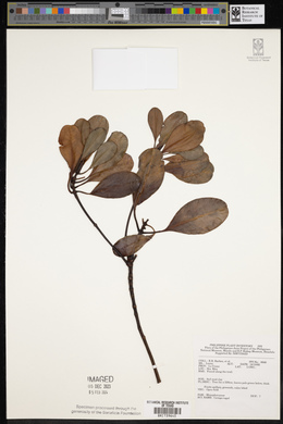 Ceriops tagal image