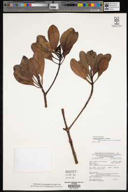 Ceriops tagal image
